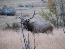 Bull Elk at RMNP Bull Elk at RMNP