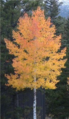 RMNP Aspen